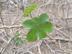 Jatropha nudicaulis