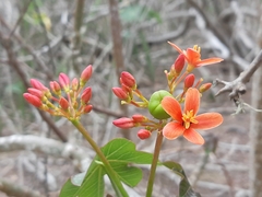 Jatropha nudicaulis