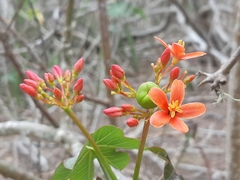 Jatropha nudicaulis