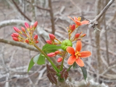 Jatropha nudicaulis