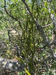Viscum combreticola