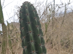 Armatocereus cartwrightianus