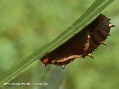 Phalanta phalantha phalantha