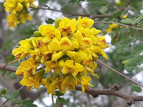 Caesalpinia paipai