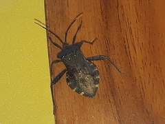 Piezogaster obscuratus