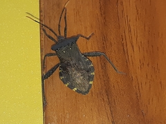 Piezogaster obscuratus