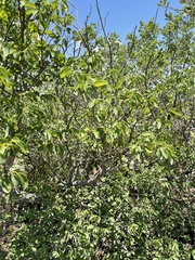 Pseudolachnostylis maprouneifolia