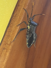 Piezogaster obscuratus