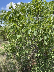 Pseudolachnostylis maprouneifolia