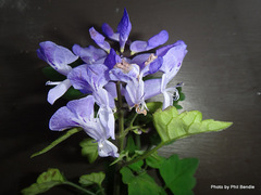 Plectranthus saccatus
