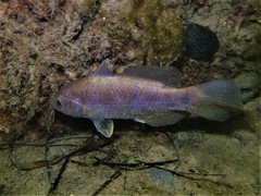 Hypopterus macropterus