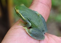 Sphaenorhynchus lacteus