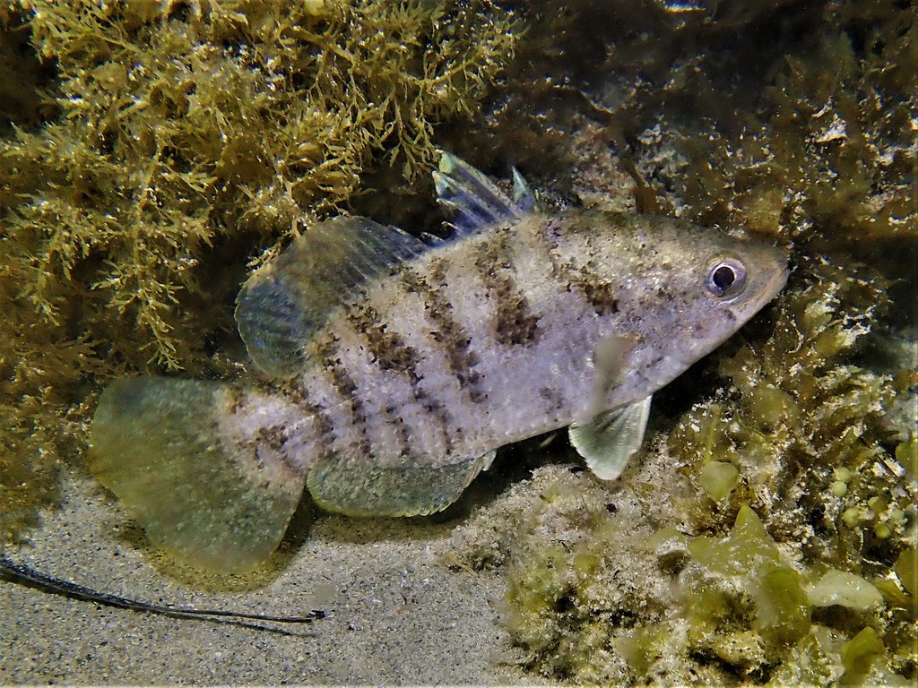 Spikey Bass