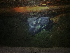 Acanthistius serratus