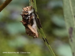 Phalanta phalantha phalantha