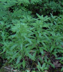 Hylotelephium telephium fabaria