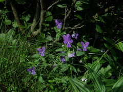Viola declinata