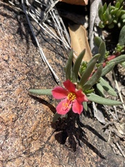 Portulaca kermesina