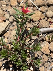 Portulaca kermesina