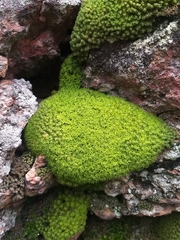 Hypodontium pomiforme