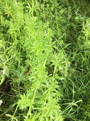 Galium aparine