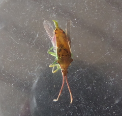 Plinachtus imitator