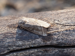 Orbona fragariae