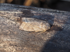 Orbona fragariae