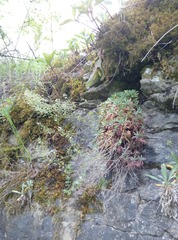 Schivereckia podolica