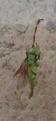 Plinachtus imitator