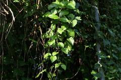 Causonis trifolia