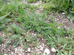 Astragalus monspessulanus