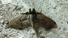 Adhemarius eurysthenes