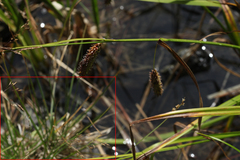 Agrostis clavata