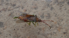 Plinachtus imitator