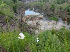 Pulsatilla grandis