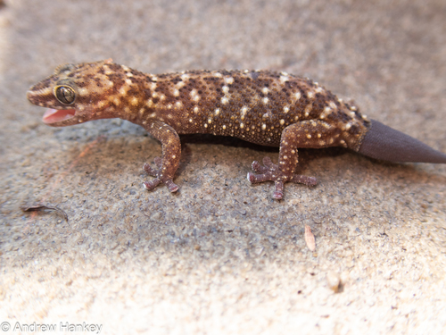 Transvaal Gecko