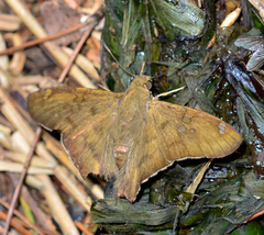 Ectomis octomaculata