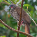 Speckled Chachalaca - Photo (c) Cláudio Dias Timm, some rights reserved (CC BY-NC-SA)