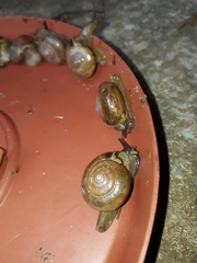 Macrochlamys indica