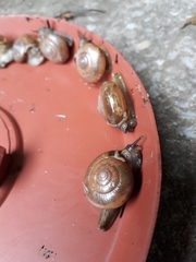 Macrochlamys indica