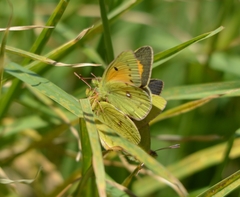 Colias electo electo