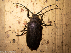 Pixodarus spiniscapus