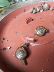 Macrochlamys indica