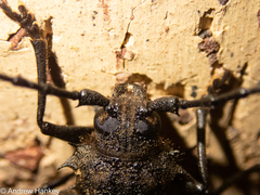 Pixodarus spiniscapus