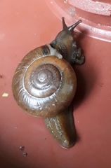Macrochlamys indica