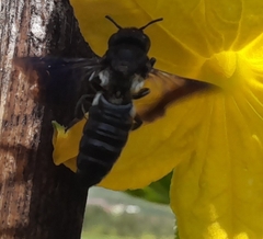 Callomegachile
