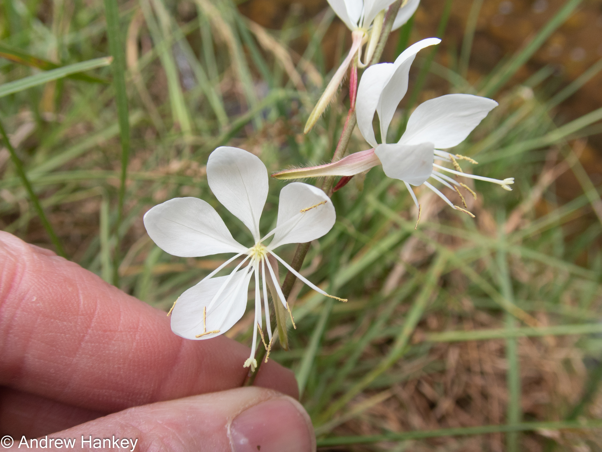 Prachtkerze (Oenothera lindheimeri): Herkunft und Verwendung — foto 3