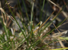 Agrostis clavata