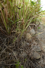 Galium bungei trachyspermum